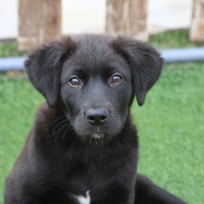 fozzie as a puppy