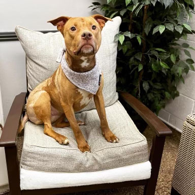 red pitbull sitting in chair wearing bandana