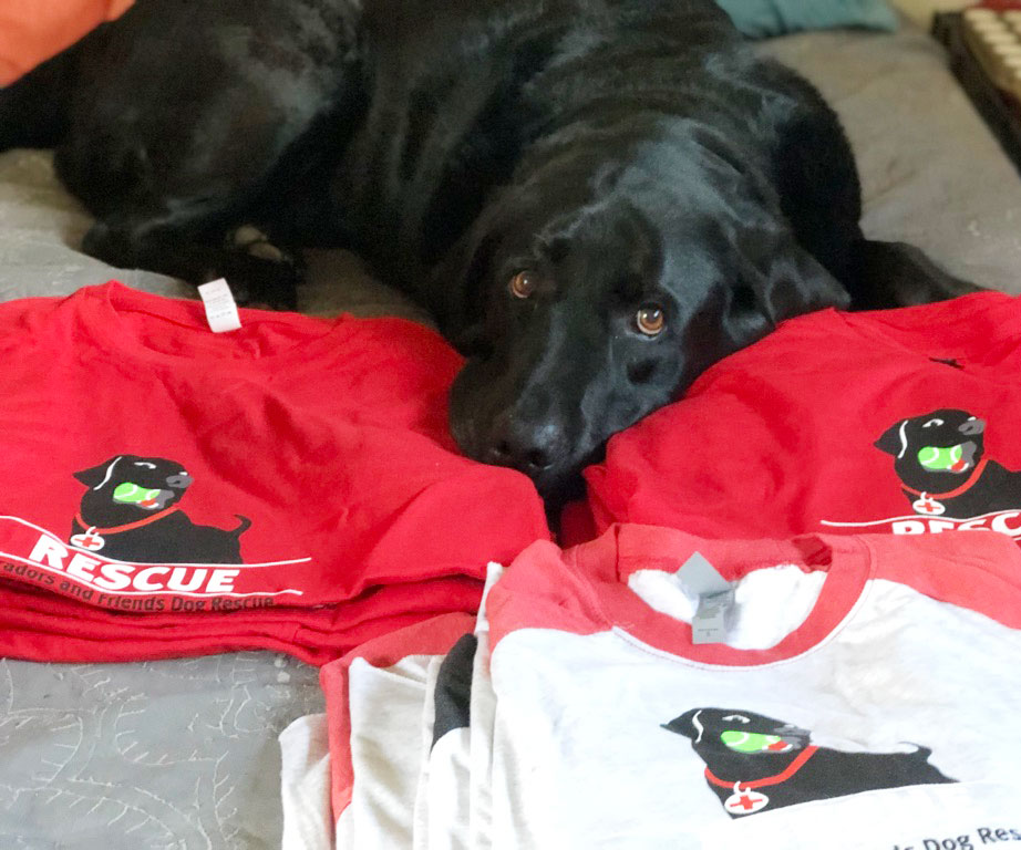 black lab sitting with labs and friends gear